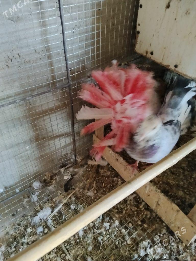 kepderi - Wekilbazar - img 3