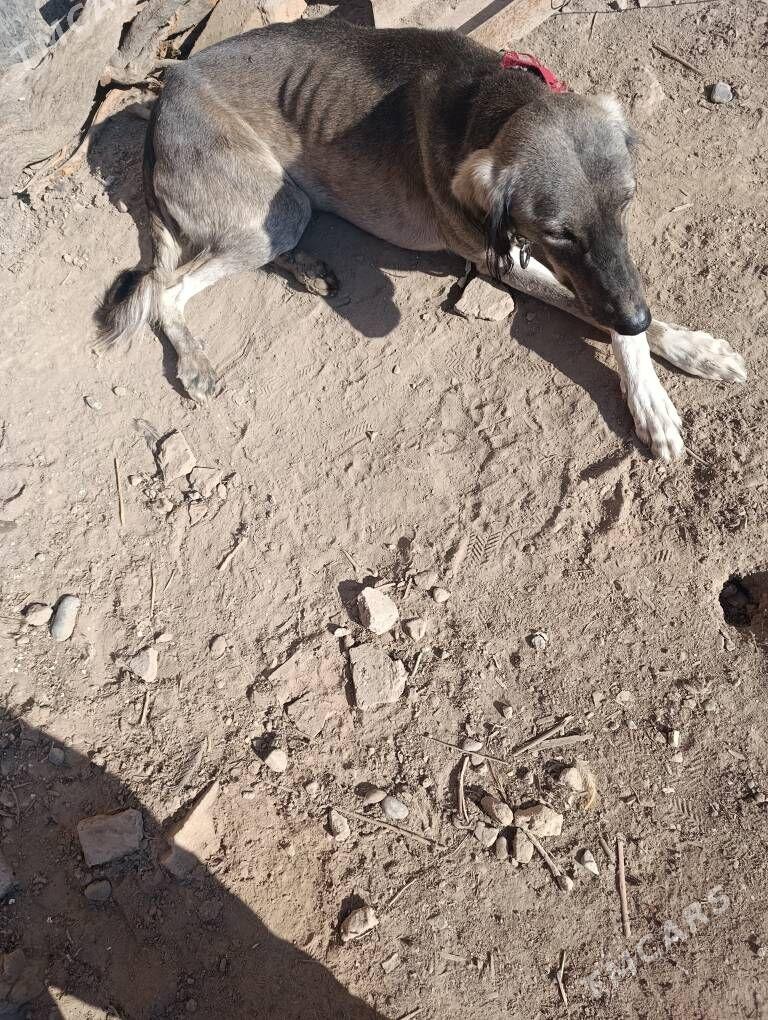 тазы - Туркменабат - img 2