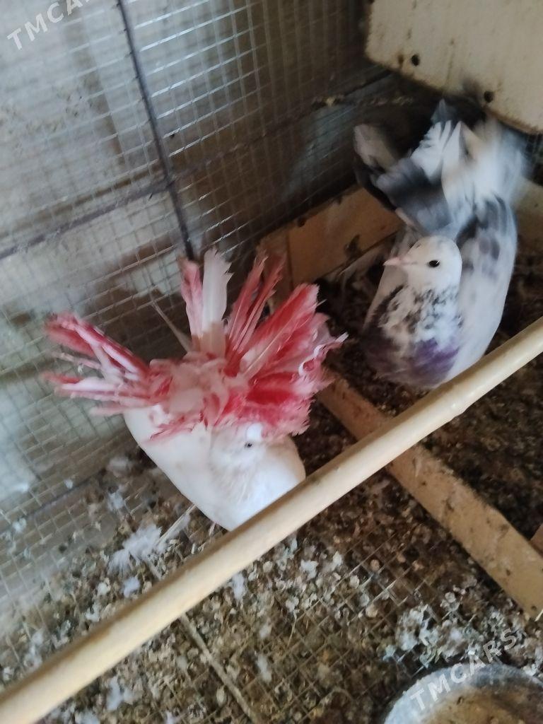 kepderi - Wekilbazar - img 4