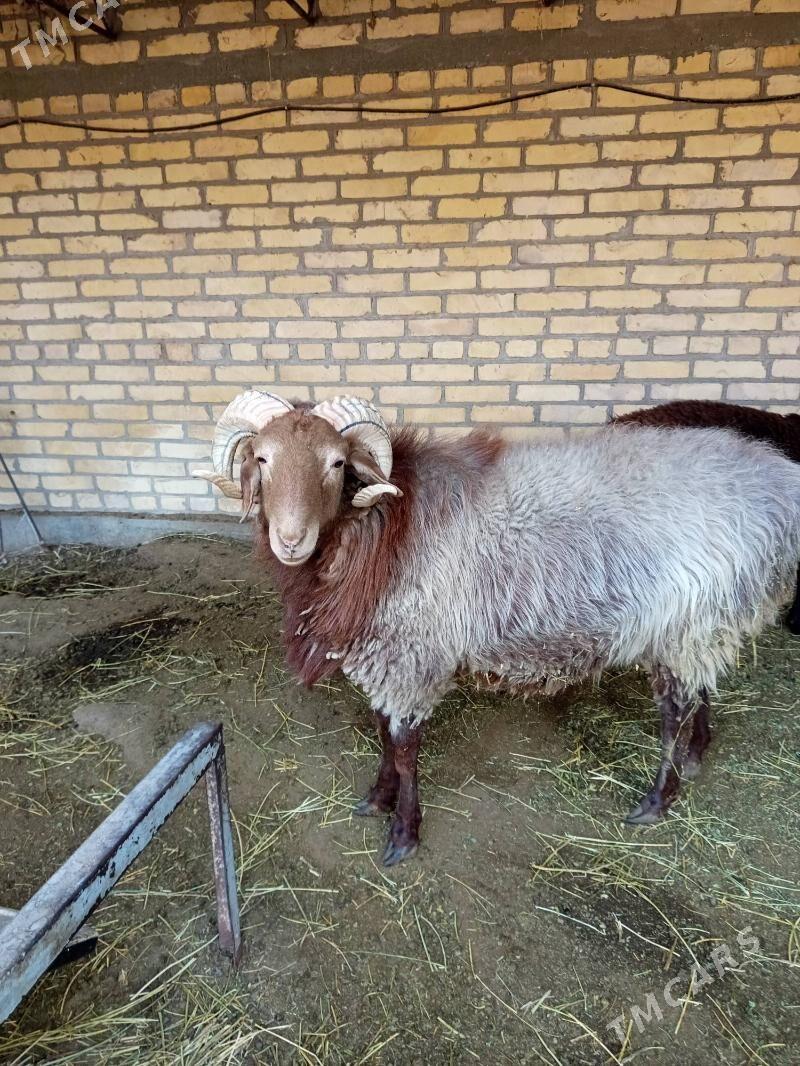 Goýun goç - Чарджоу - img 2