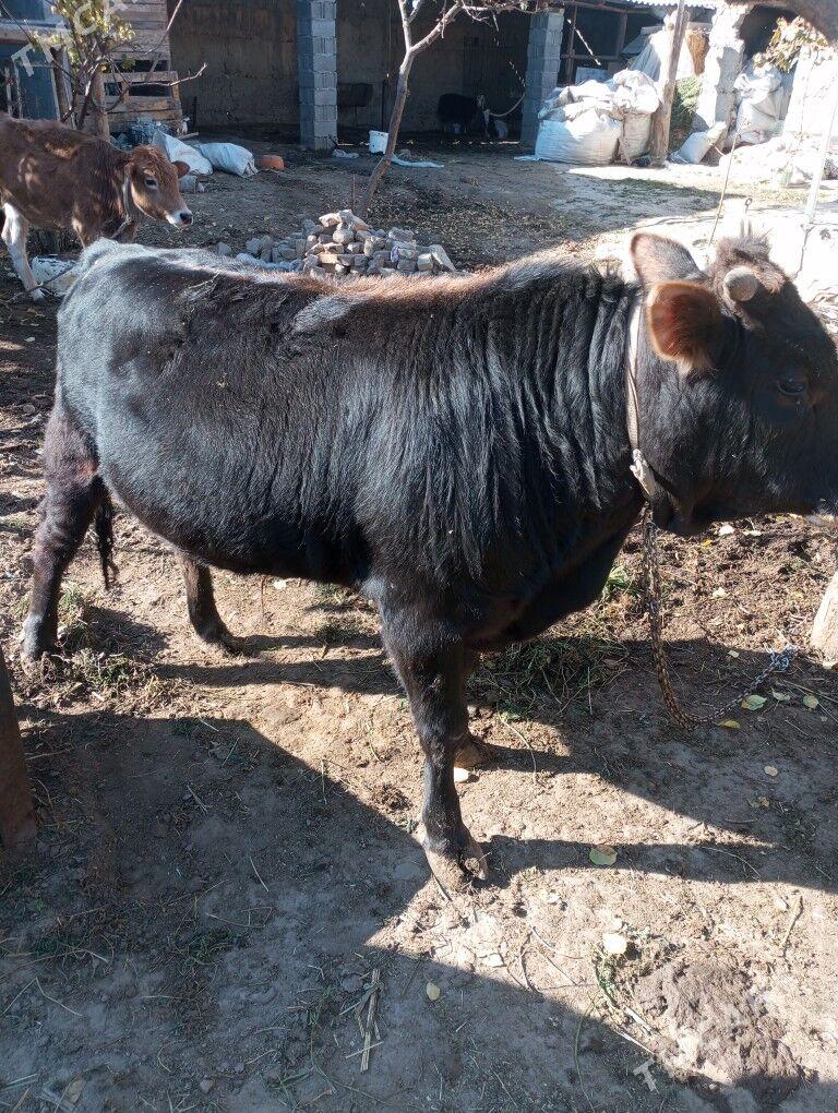 öküz - Gypjak - img 2