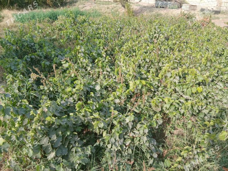 Nahal, bag - Baýramaly - img 2