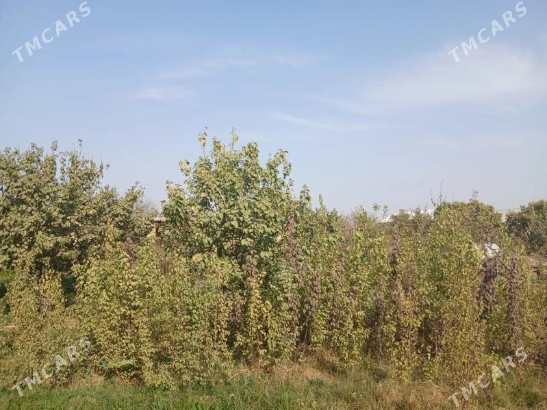 Nahal, bag - Baýramaly - img 4