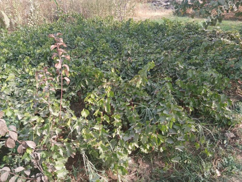 Nahal, bag - Baýramaly - img 3