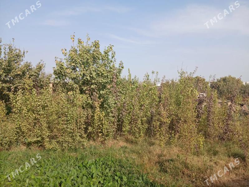 Nahal, bag - Baýramaly - img 5