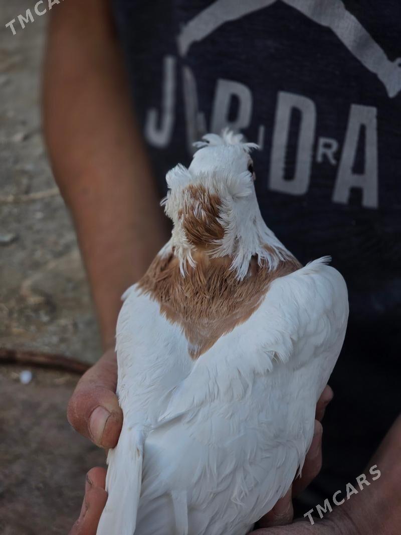 kepderi - Гёкдепе - img 2