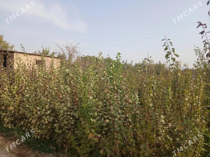 Nahal, bag - Baýramaly - img 6