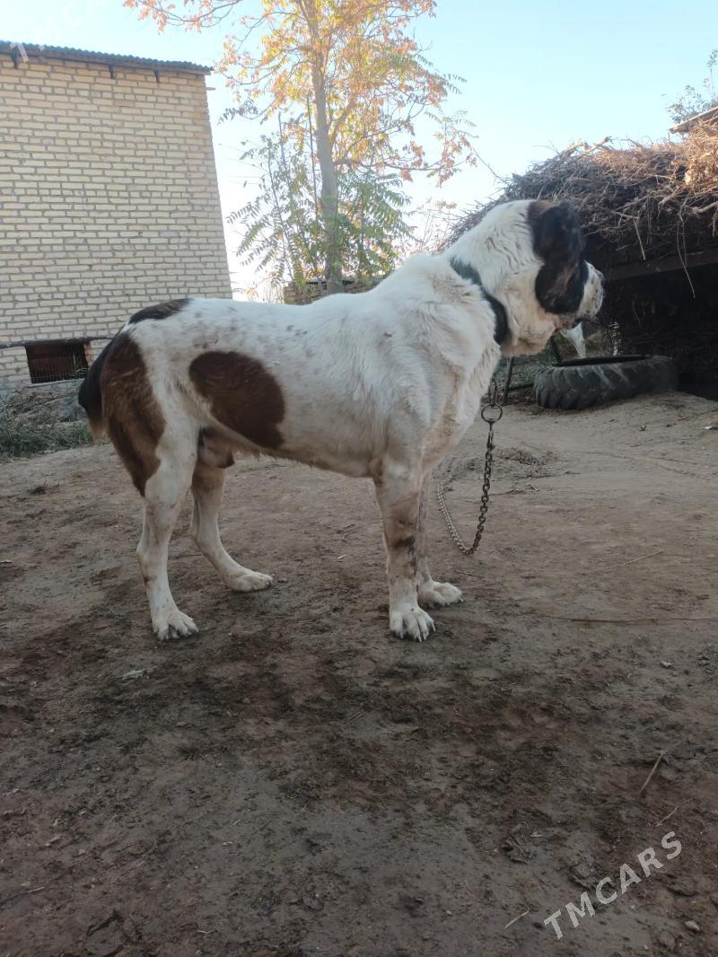 Basar - Саят - img 3