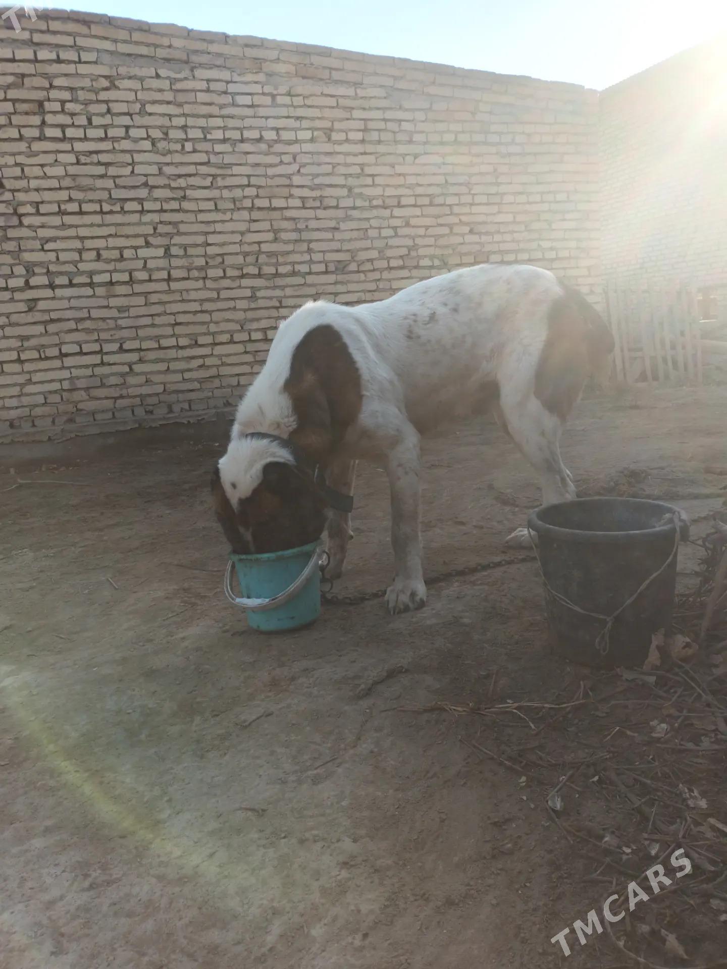 Basar - Саят - img 2