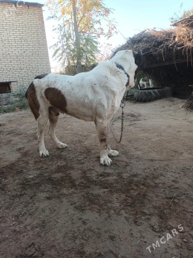 Basar - Саят - img 4