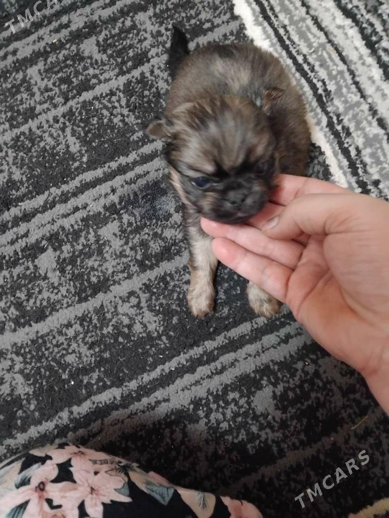 пекинес - Туркменабат - img 7