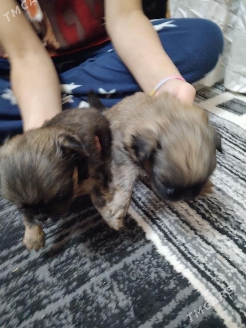 пекинес - Туркменабат - img 2