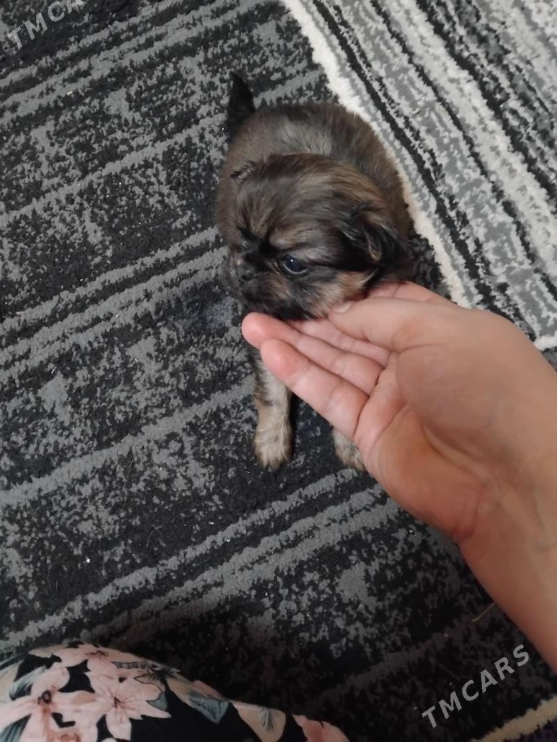 пекинес - Туркменабат - img 9