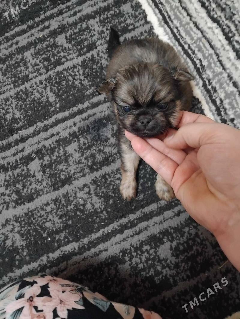 пекинес - Туркменабат - img 8