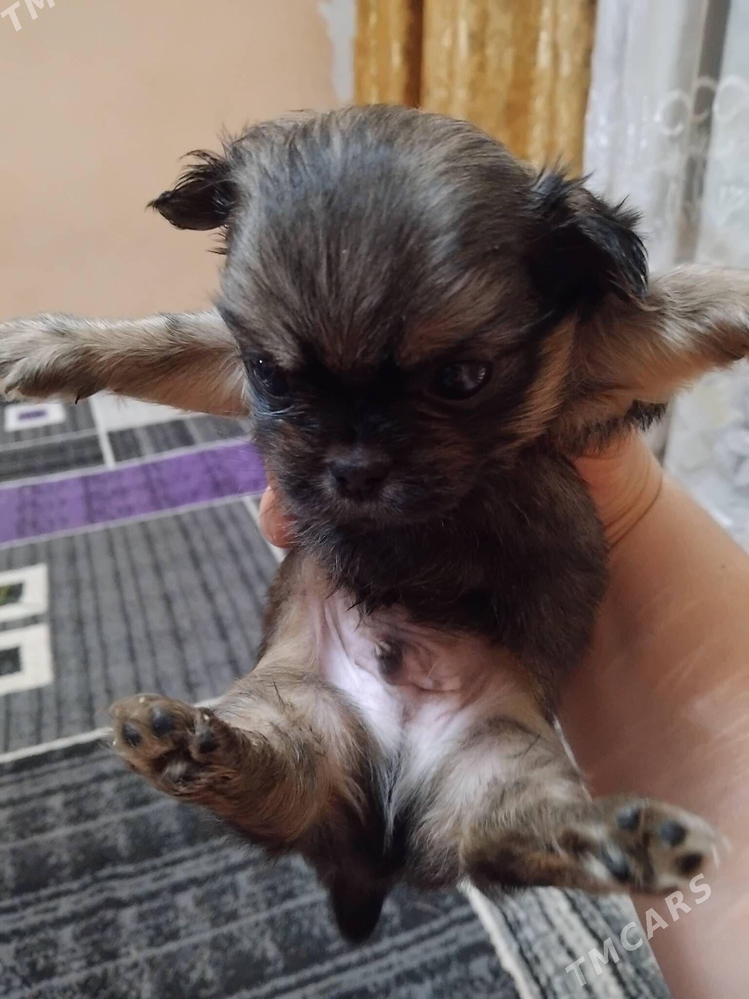 пекинес - Туркменабат - img 5