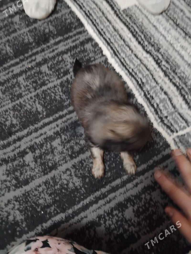 пекинес - Туркменабат - img 6