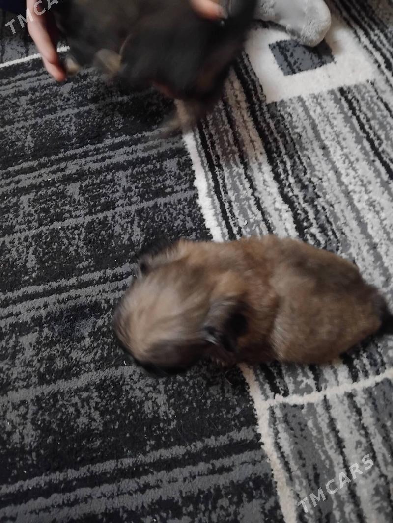 пекинес - Туркменабат - img 4