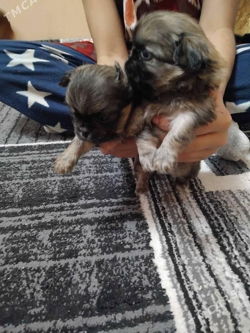 пекинес - Туркменабат - img 3