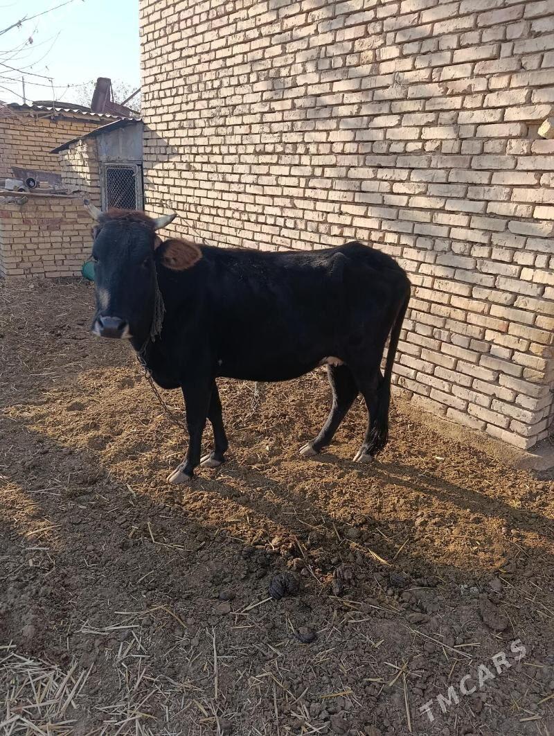 sygyr - Сакарчага - img 2