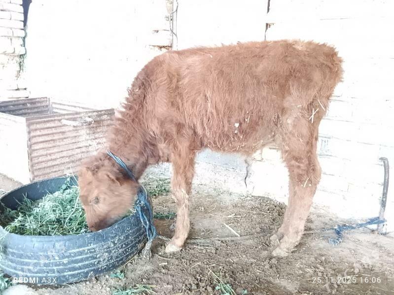 okuzce - Babadaýhan - img 2