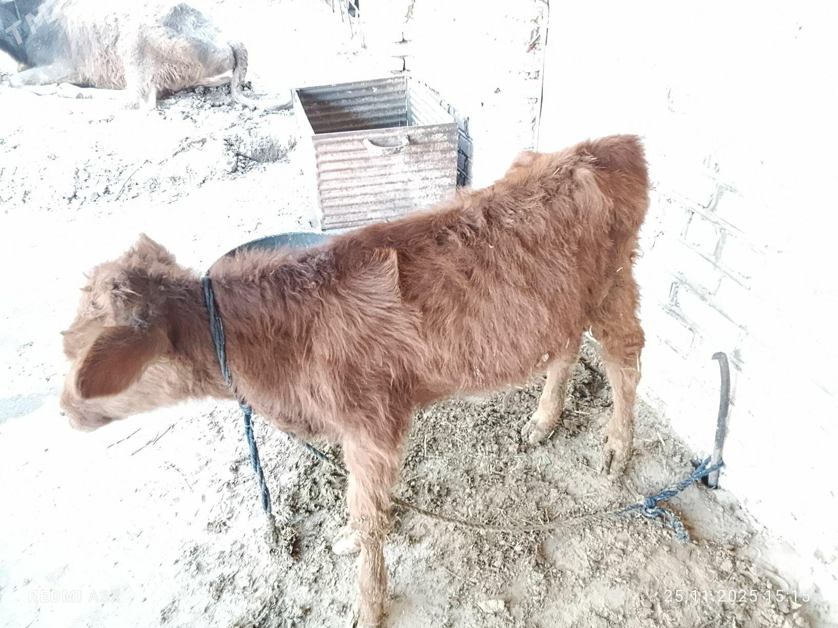 okuzce - Babadaýhan - img 3