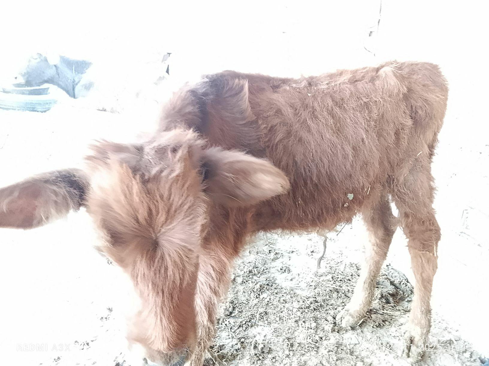 okuzce - Babadaýhan - img 4