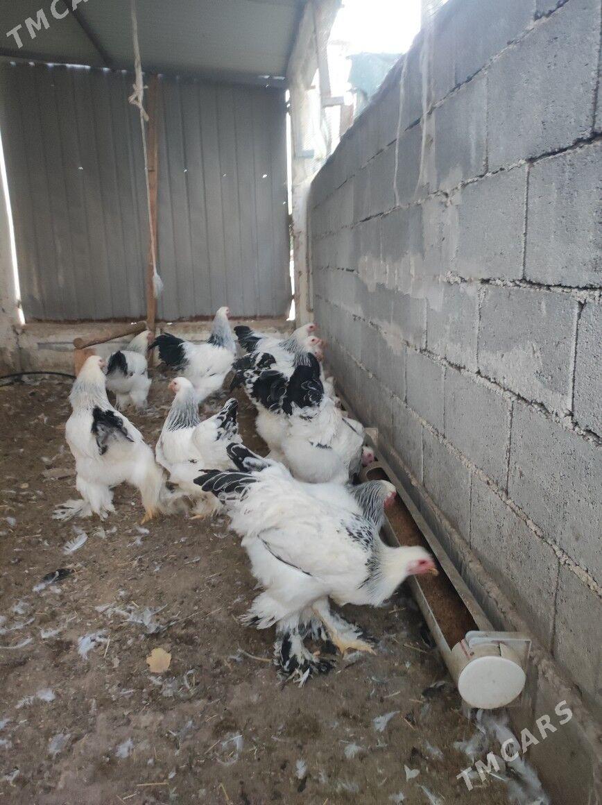 Brama Horoz - Täze zaman - img 2