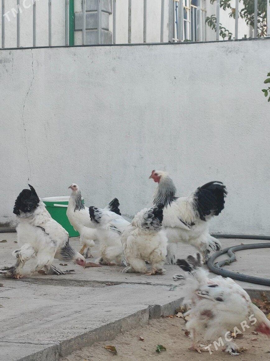 Brama Horoz - Täze zaman - img 4