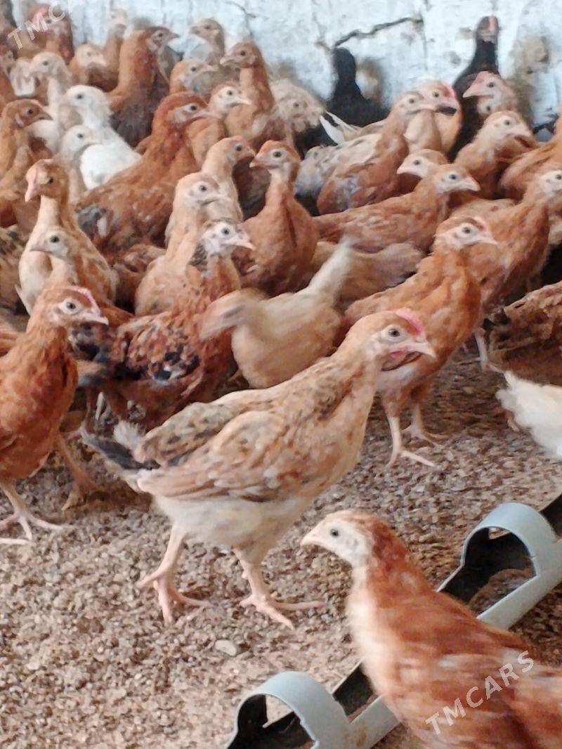 juje - Bäherden - img 1