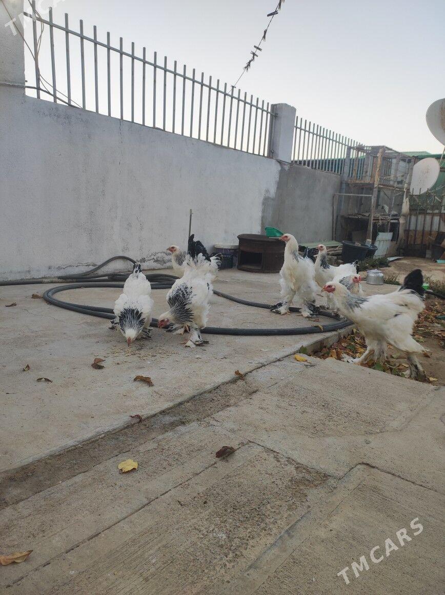 Brama Horoz - Täze zaman - img 5