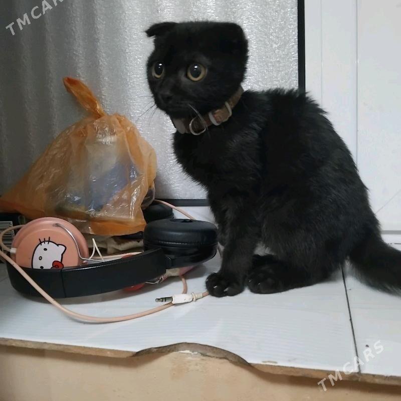 веслаухий кот - Türkmenabat - img 1