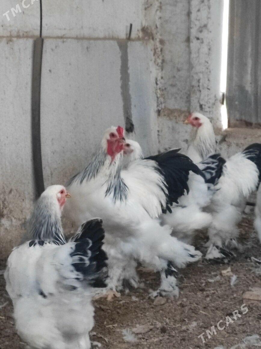 Brama Horoz - Täze zaman - img 3