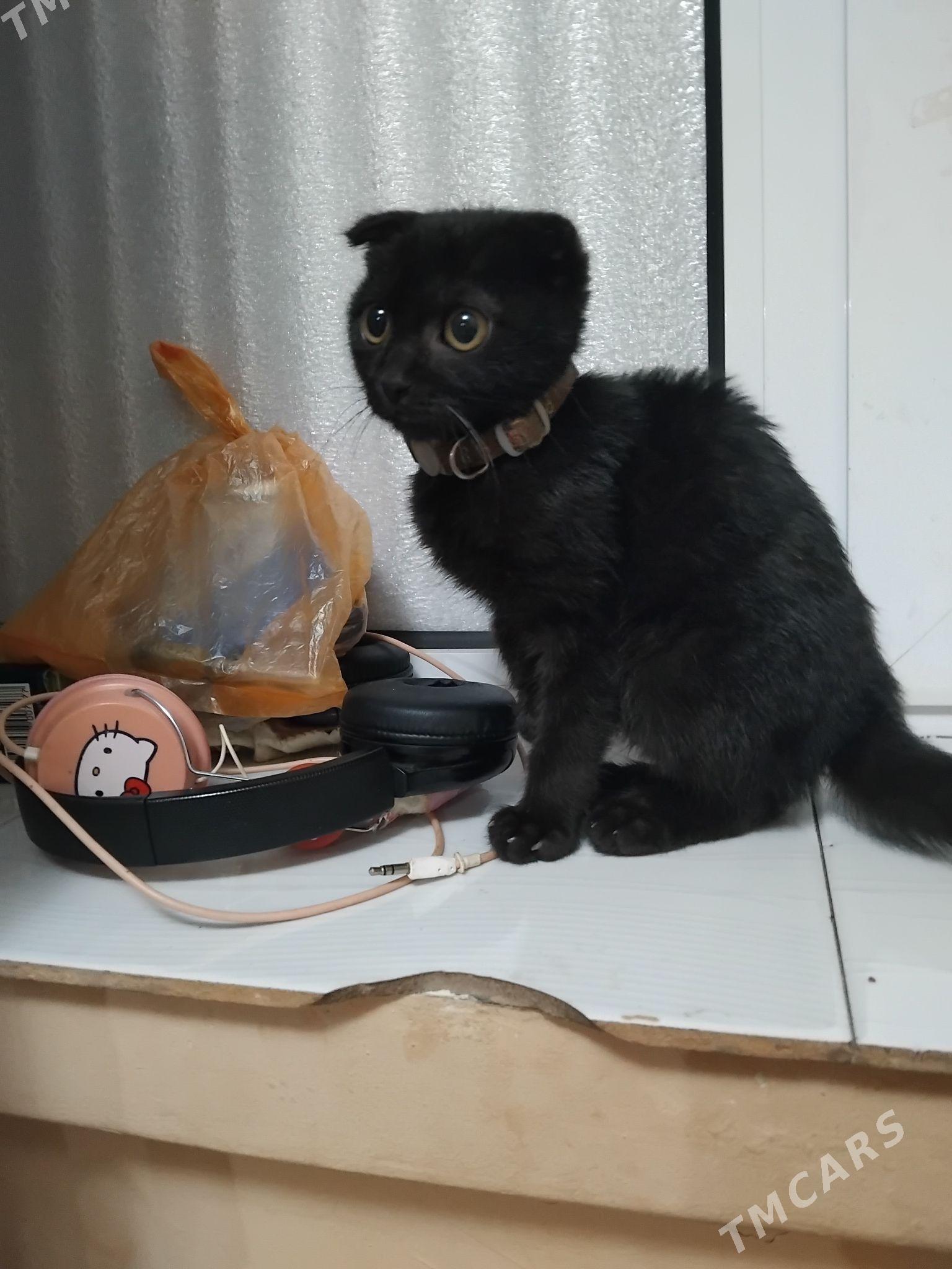 веслаухий кот - Türkmenabat - img 2