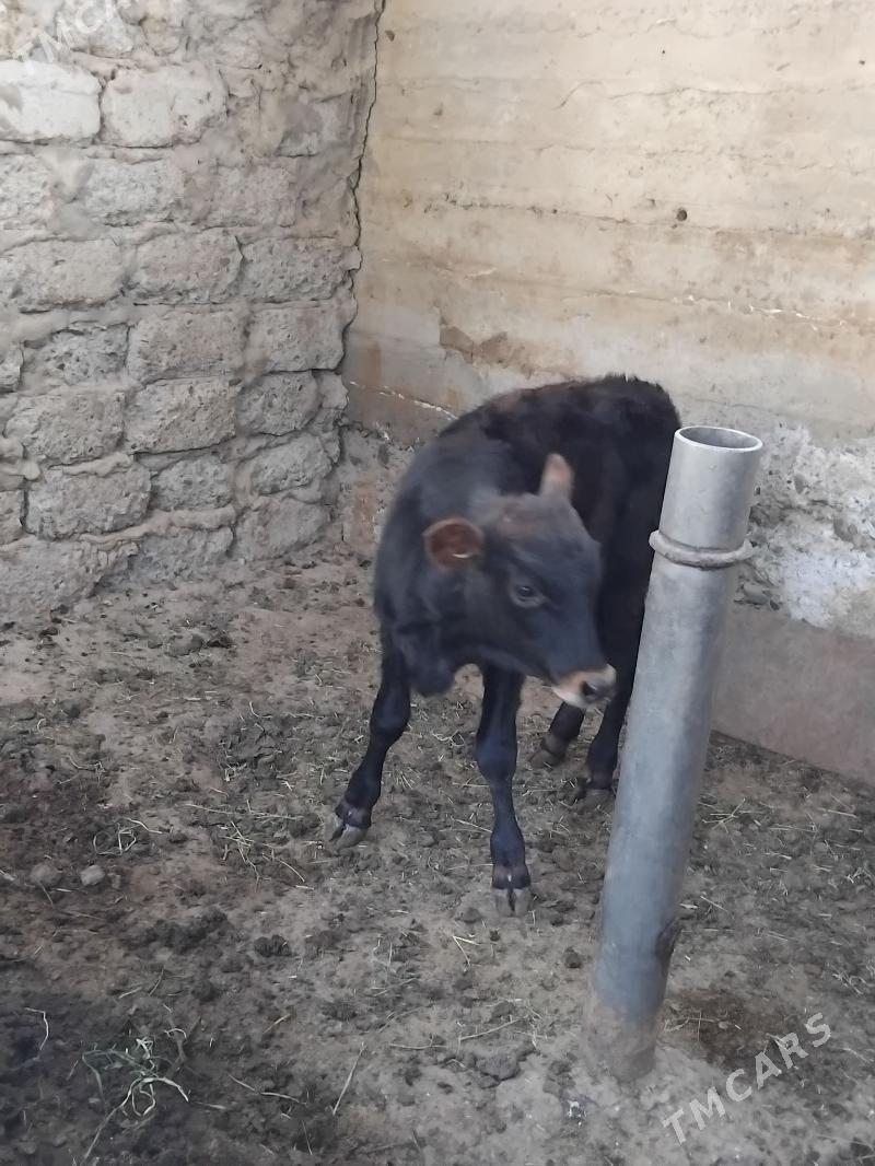 Okuz - Büzmeýin GRES - img 4