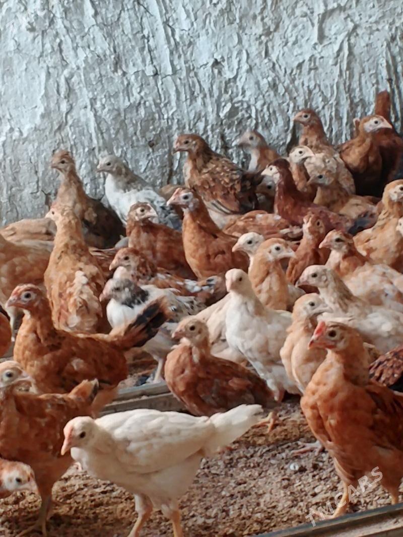 juje - Bäherden - img 2