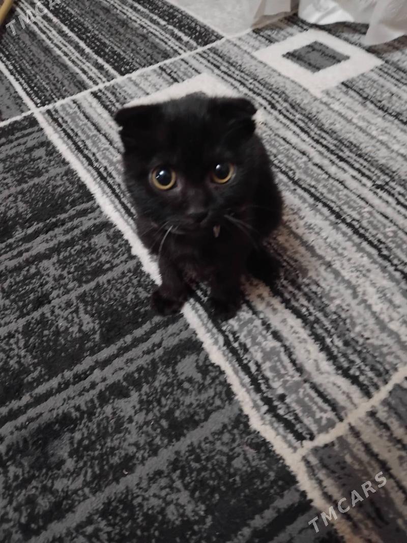 веслаухий кот - Türkmenabat - img 6