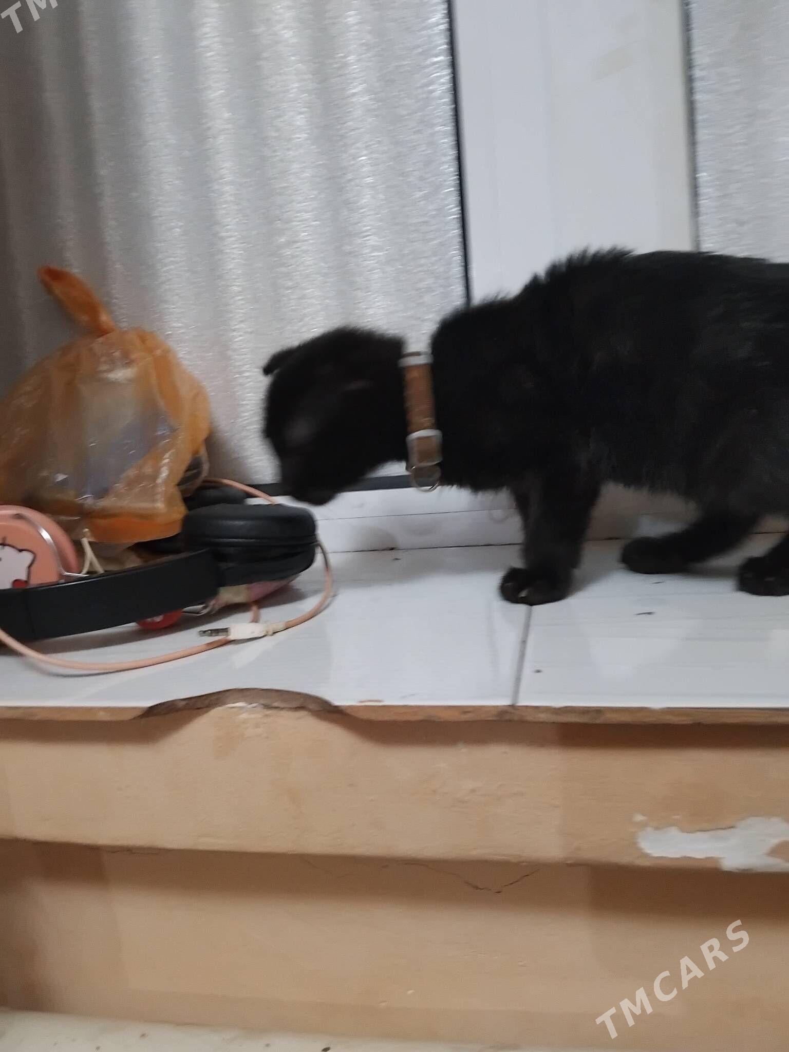 веслаухий кот - Türkmenabat - img 3