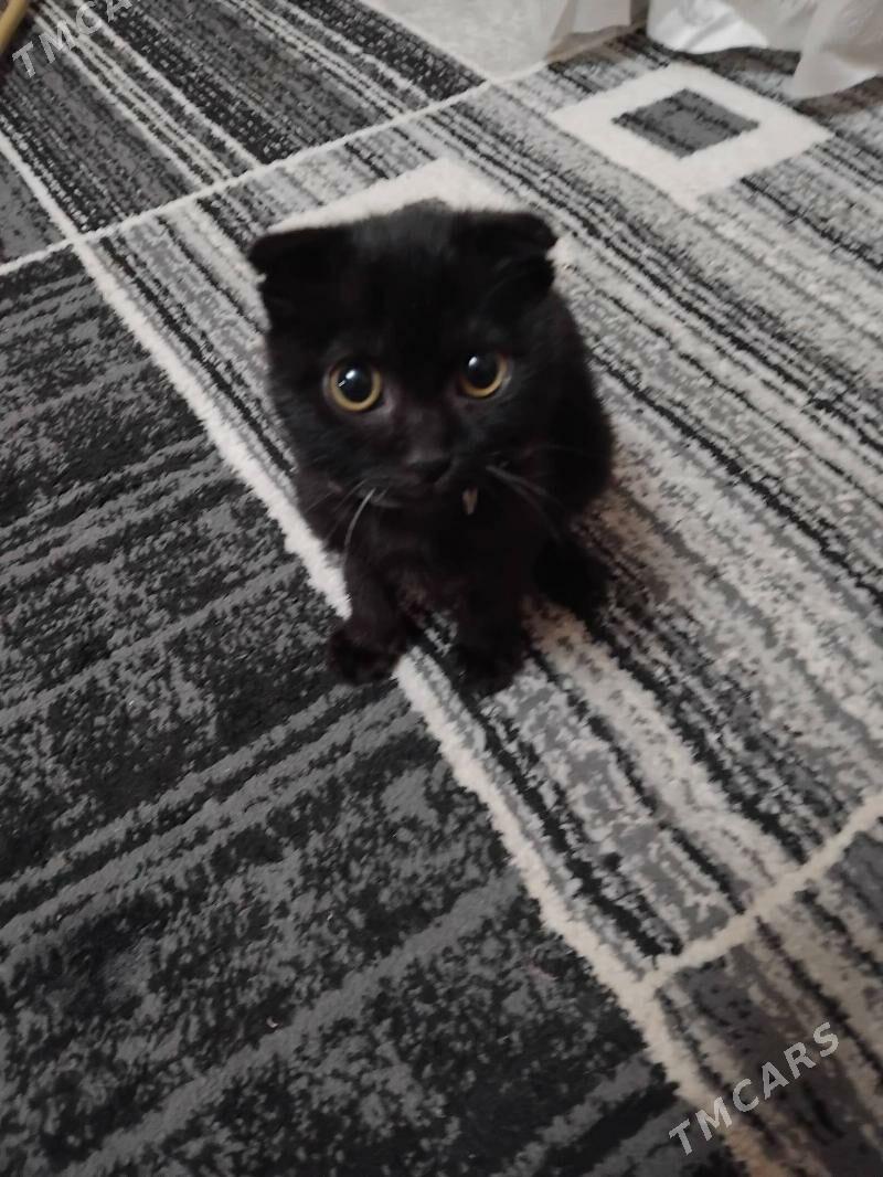 веслаухий кот - Türkmenabat - img 4