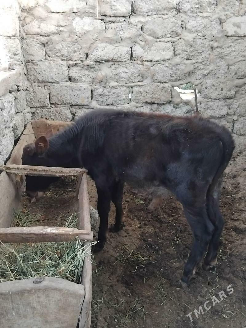 Okuz - Büzmeýin GRES - img 1