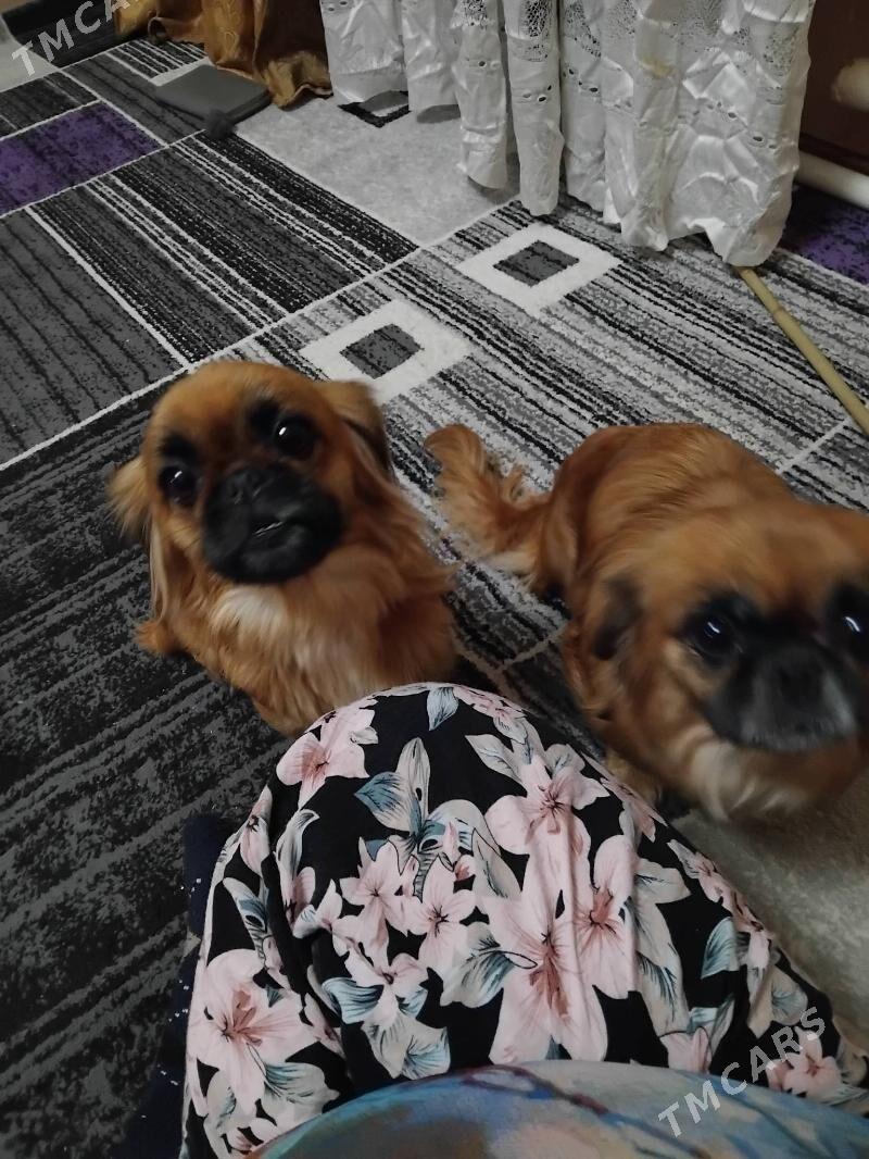 девочка - Туркменабат - img 7