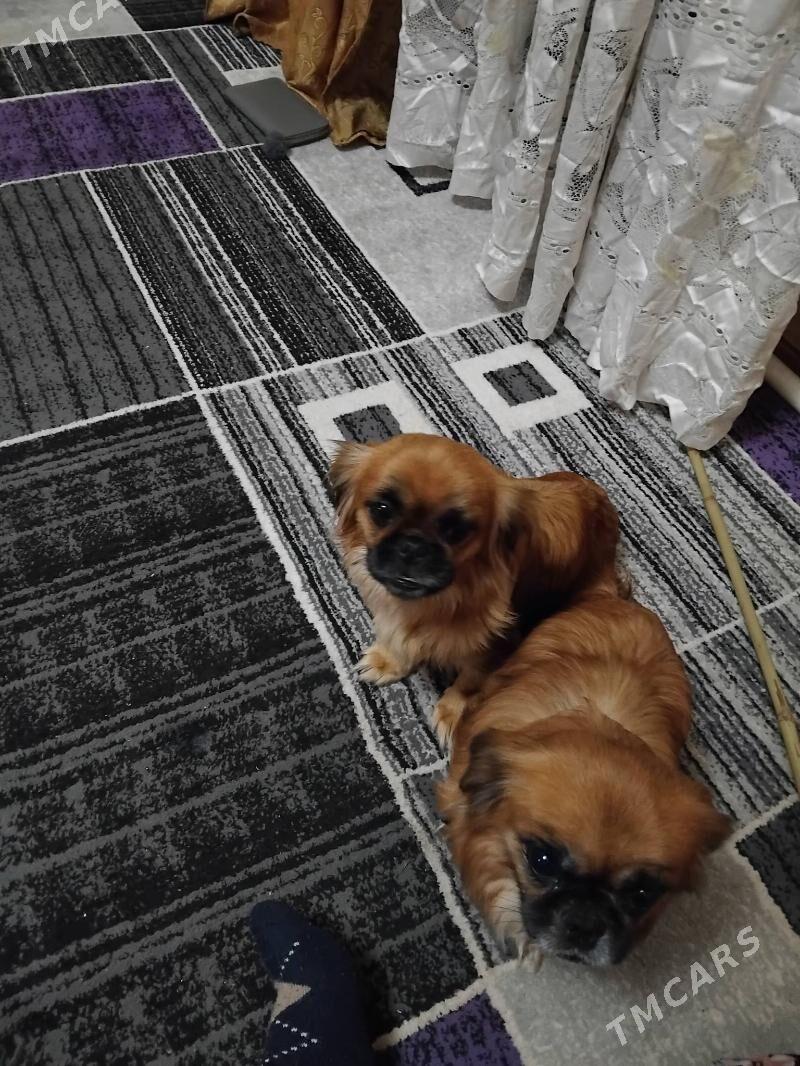 девочка - Туркменабат - img 3