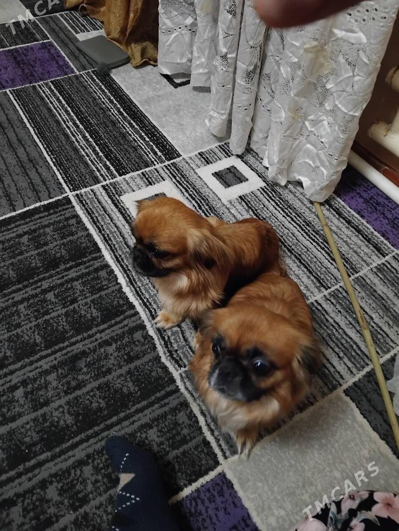 девочка - Туркменабат - img 4