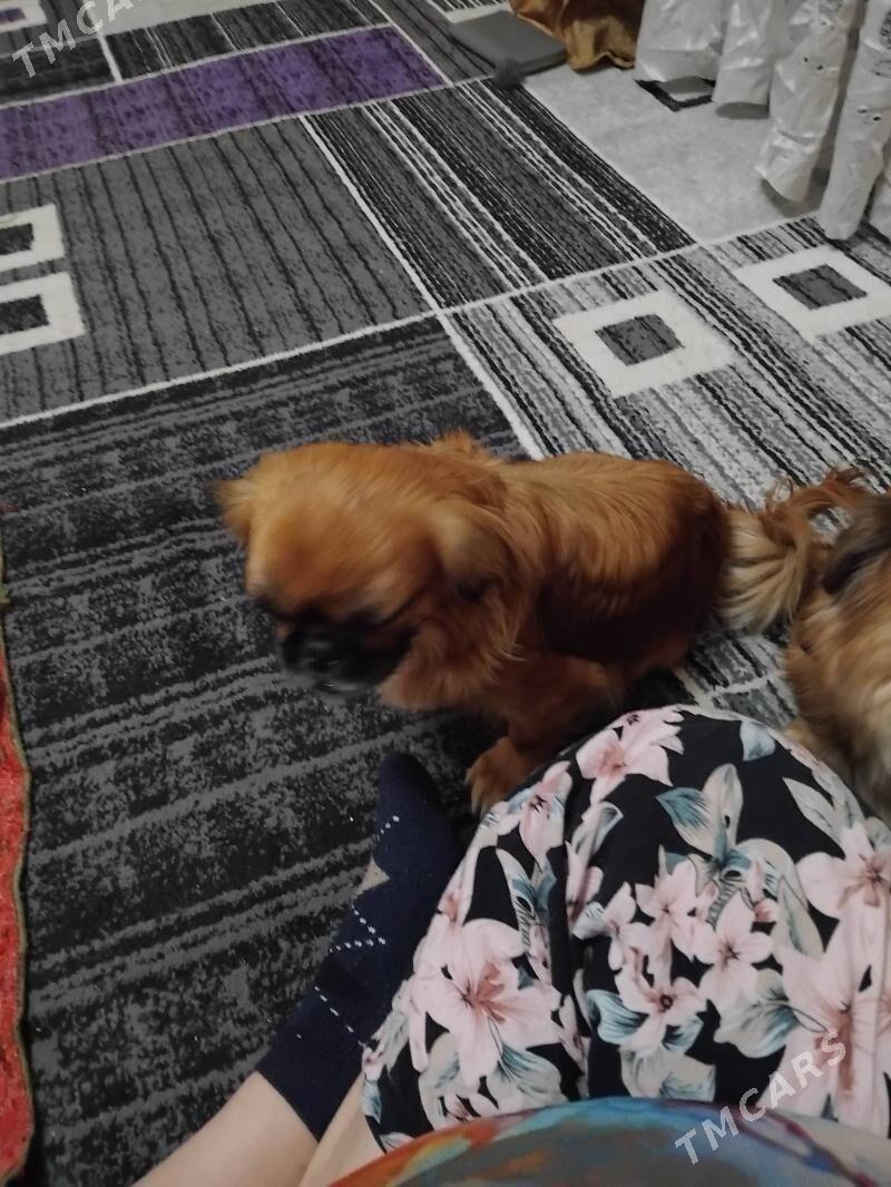 девочка - Туркменабат - img 5