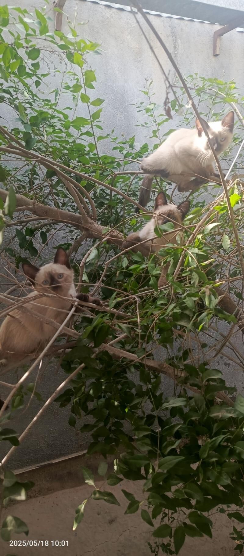 Сиамский кот - Ёлётен - img 2