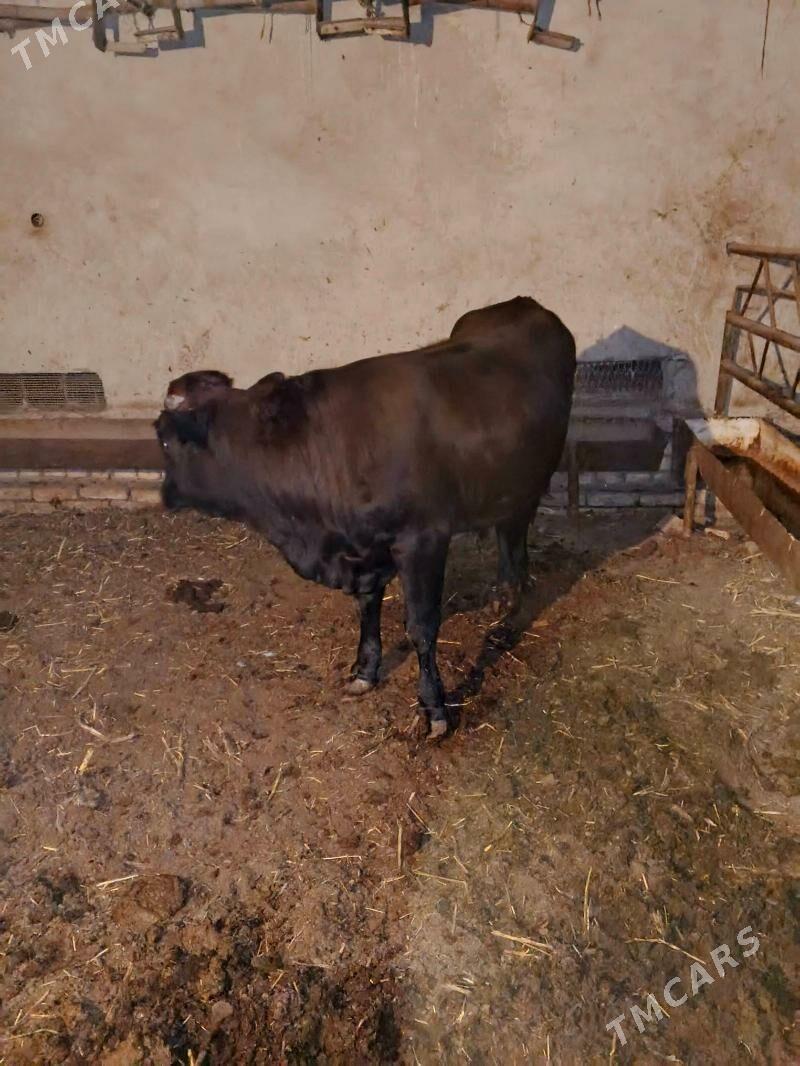 okuz - Туркменабат - img 6