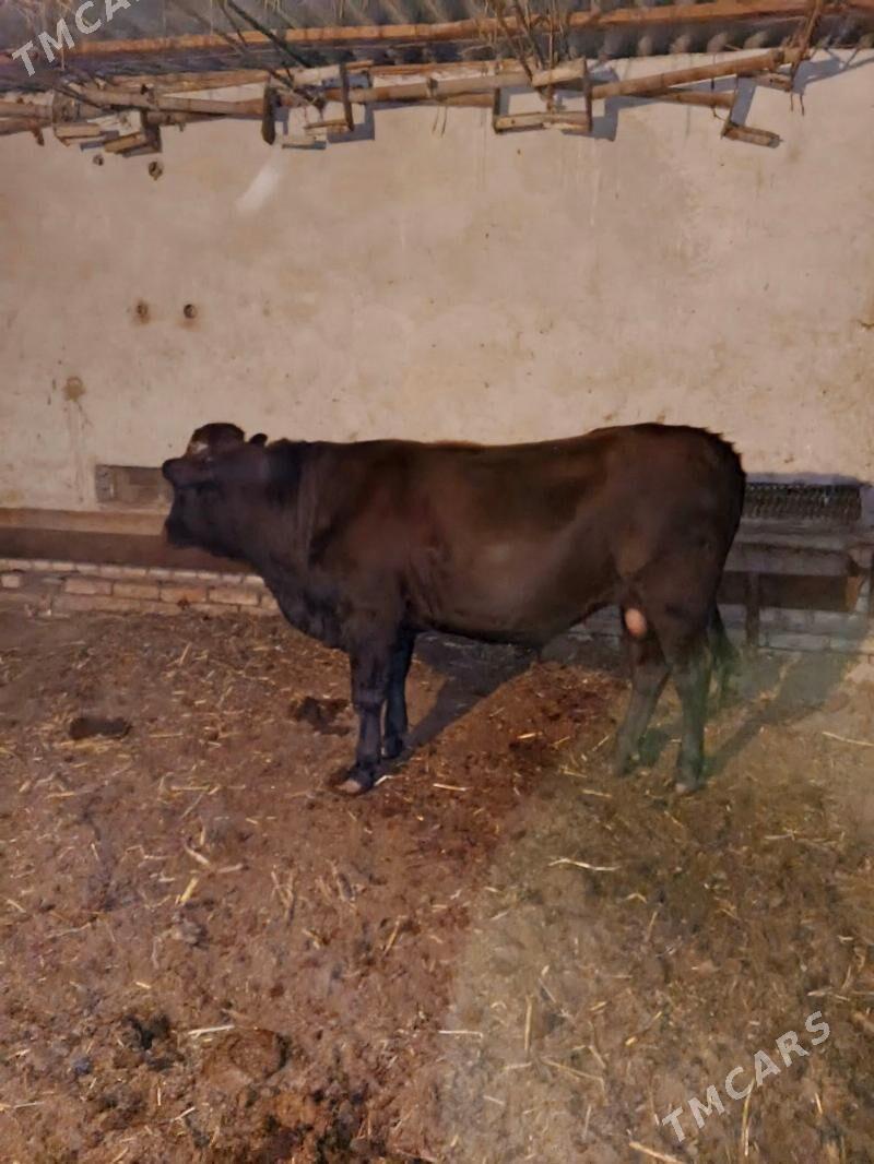 okuz - Туркменабат - img 3