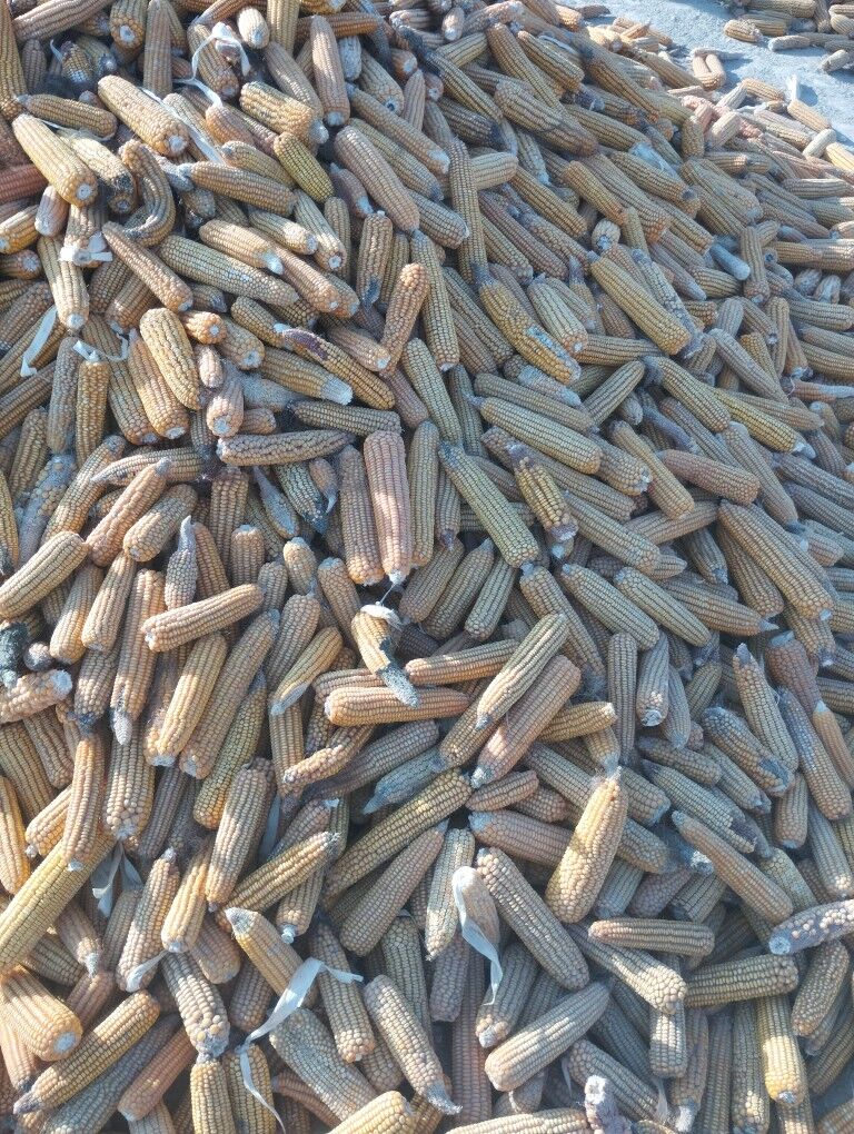 mekge - Мургап - img 1