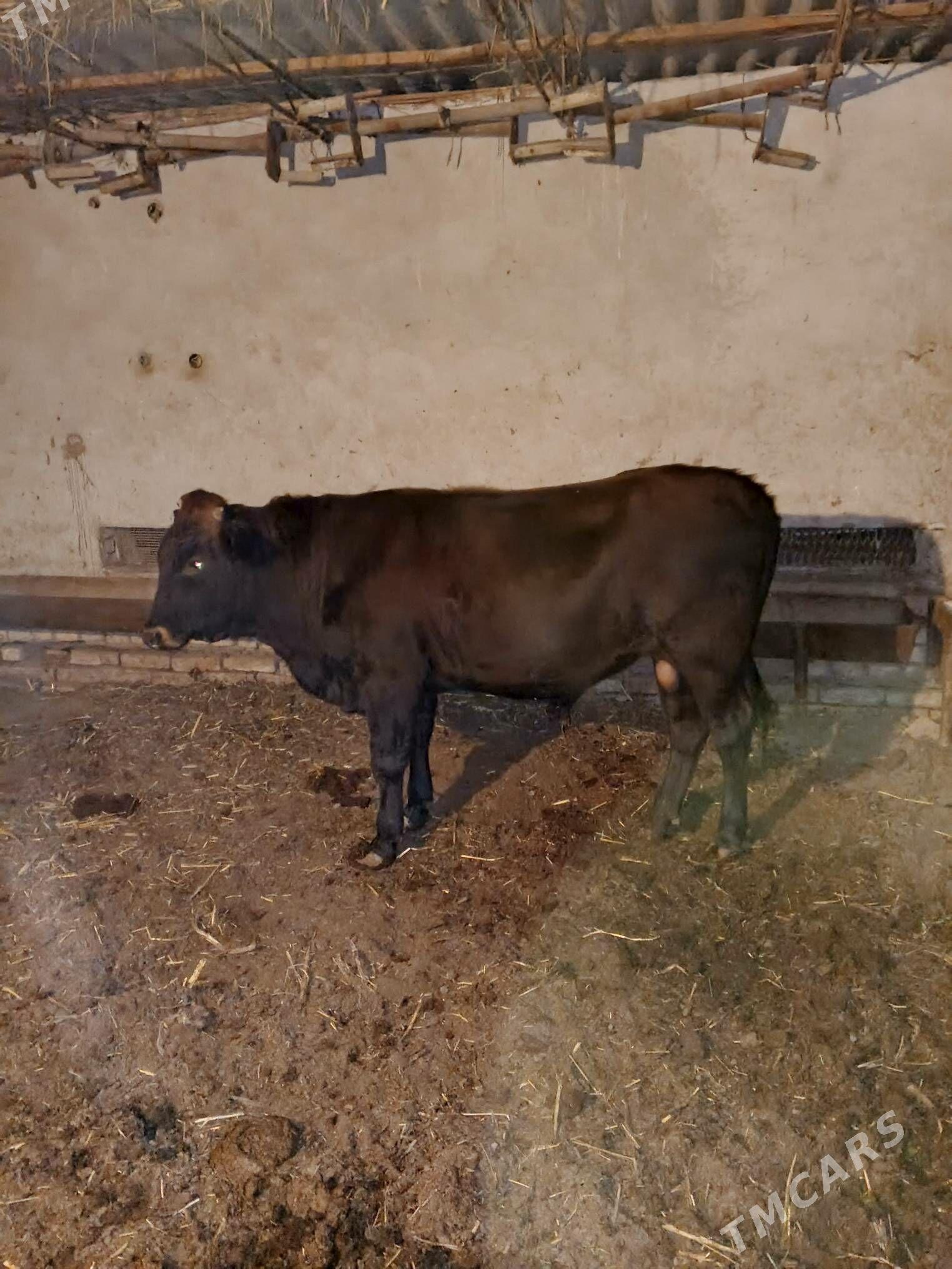 okuz - Туркменабат - img 5