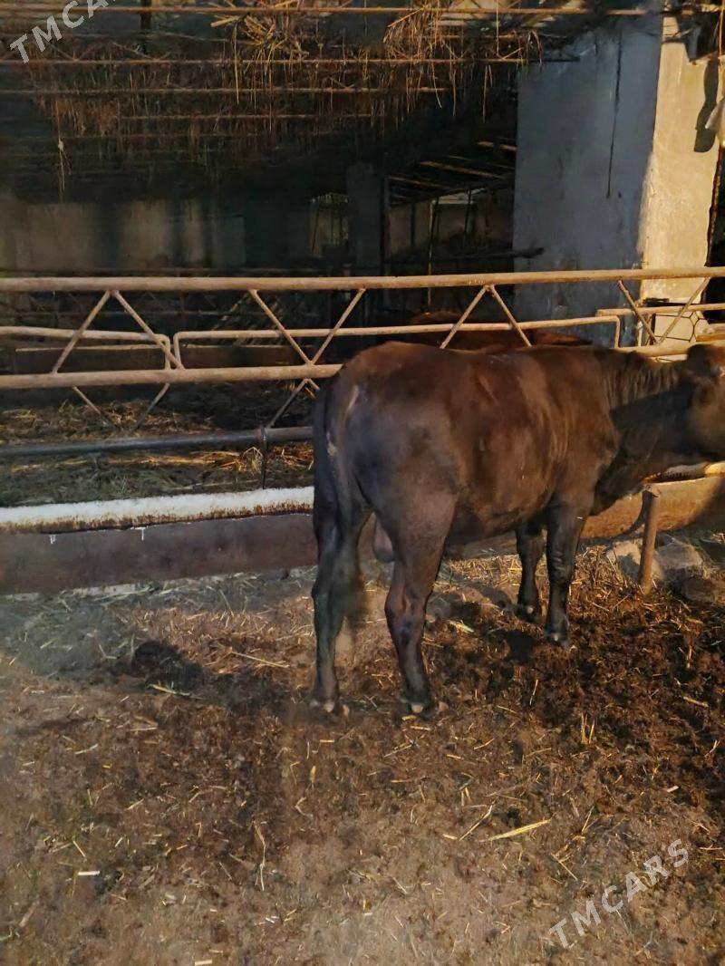 okuz - Туркменабат - img 4