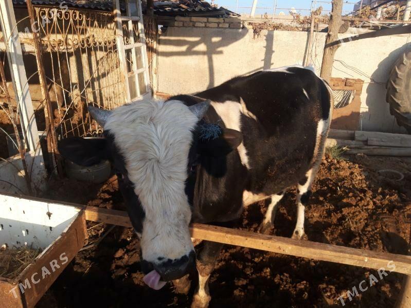 Okuz - Туркменабат - img 3